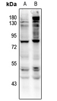 Rabbit anti-CD127(pY449) Polyclonal Antibody