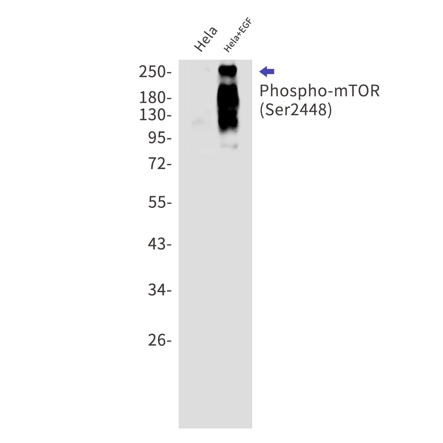 Rabbit anti-Phospho-mTOR(Ser2448) Monoclonal Antibody(7G7)