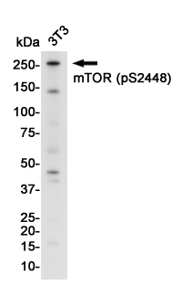Rabbit anti-Phospho-mTOR(Ser2448) Monoclonal Antibody(7G7)