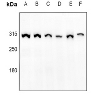 Rabbit anti-mTOR(pS2448) Polyclonal Antibody