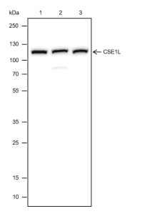 Mouse anti-CSE1L Monoclonal Antibody(JMMR-2446)
