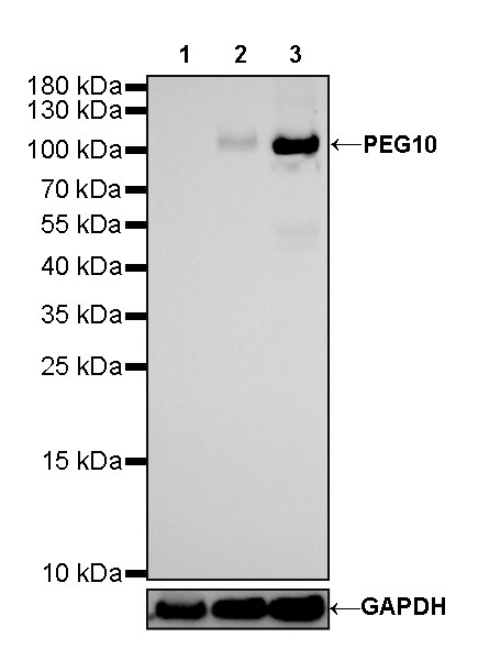 Rabbit anti-PEG10 Recombinant Monoclonal Antibody(442-60)