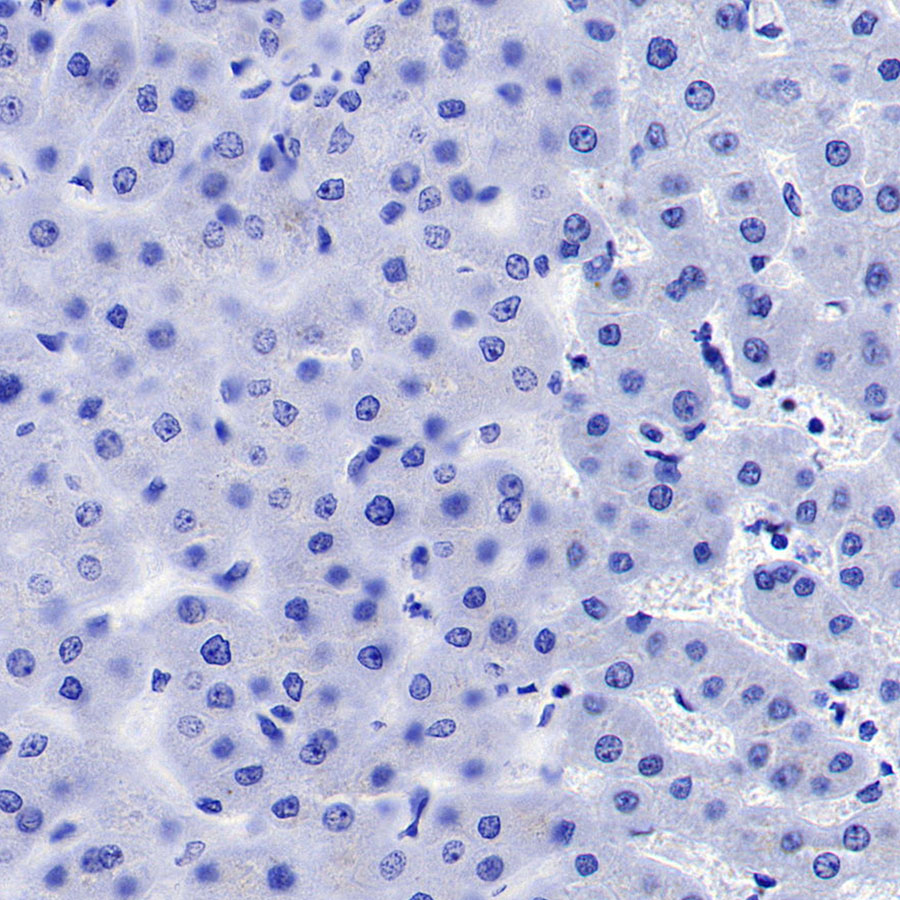Rabbit anti-PEG10 Recombinant Monoclonal Antibody(442-60)