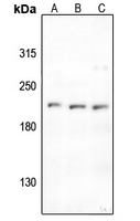 Rabbit anti-ABL1/2(pY393/439) Polyclonal Antibody