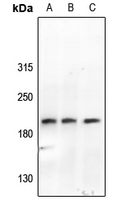 Rabbit anti-ABL1/2(pY393/439) Polyclonal Antibody