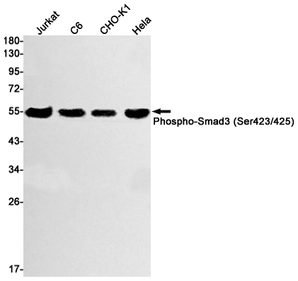 Rabbit anti-Phospho-Smad3(Ser423/425) Monoclonal Antibody(6A2)