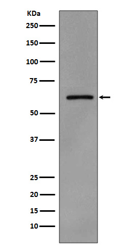 Rabbit anti-Phospho-Src(Tyr419) Polyclonal Antibody