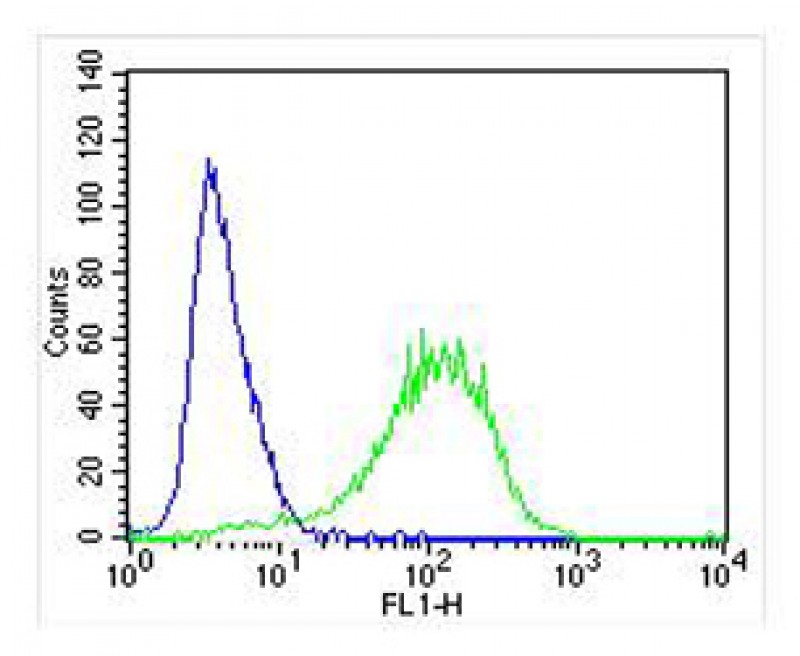 Rabbit anti-Nestin Polyclonal Antibody(S1409)