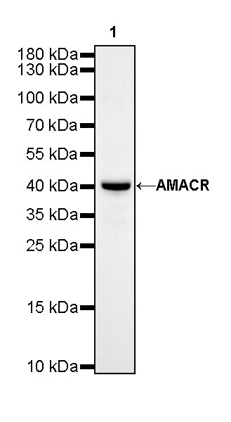 Rabbit anti-AMACR Recombinant Monoclonal Antibody(401-29)