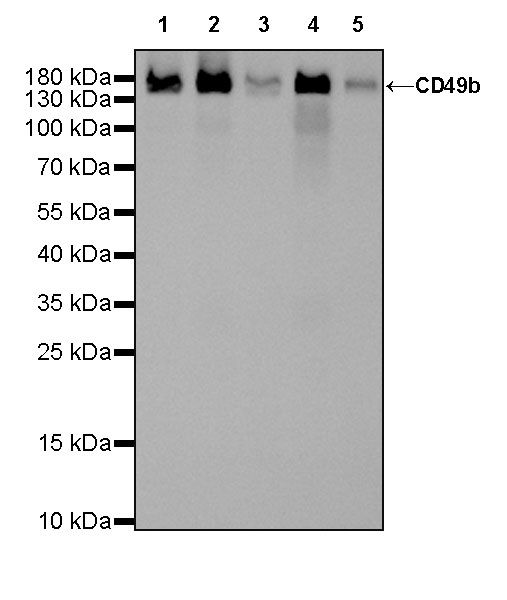 Rabbit anti-CD49b Recombinant Monoclonal Antibody(399-52)