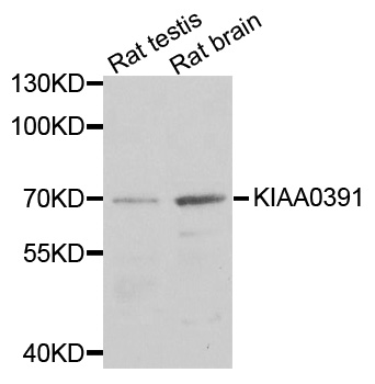 Rabbit anti-KIAA0391 Polyclonal Antibody