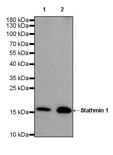 Rabbit anti-Stathmin 1 Recombinant Monoclonal Antibody(383-4)