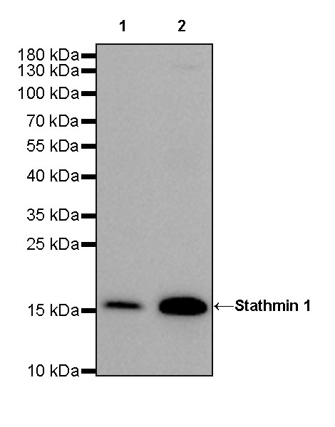 Rabbit anti-Stathmin 1 Recombinant Monoclonal Antibody(383-4)
