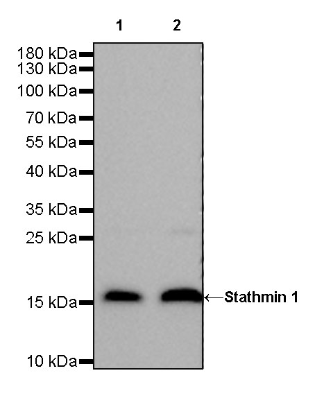 Rabbit anti-Stathmin 1 Recombinant Monoclonal Antibody(383-4)