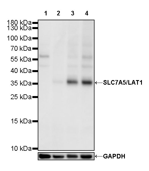 Rabbit anti-SLC7A5/LAT1 Recombinant Monoclonal Antibody(S-367-12)