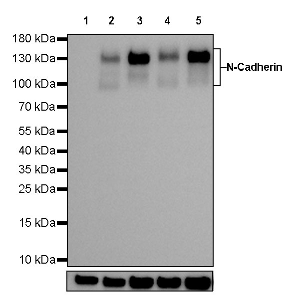 Rabbit anti-N-Cadherin Recombinant Monoclonal Antibody(329-12)