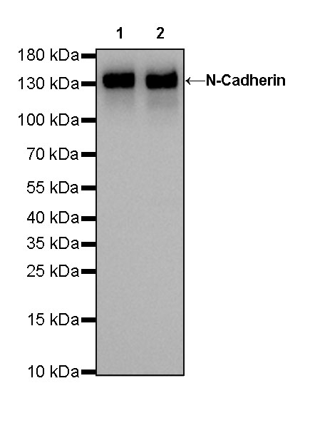 Rabbit anti-N-Cadherin Recombinant Monoclonal Antibody(329-12)