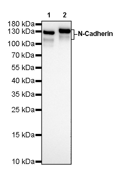 Rabbit anti-N-Cadherin Recombinant Monoclonal Antibody(329-12)