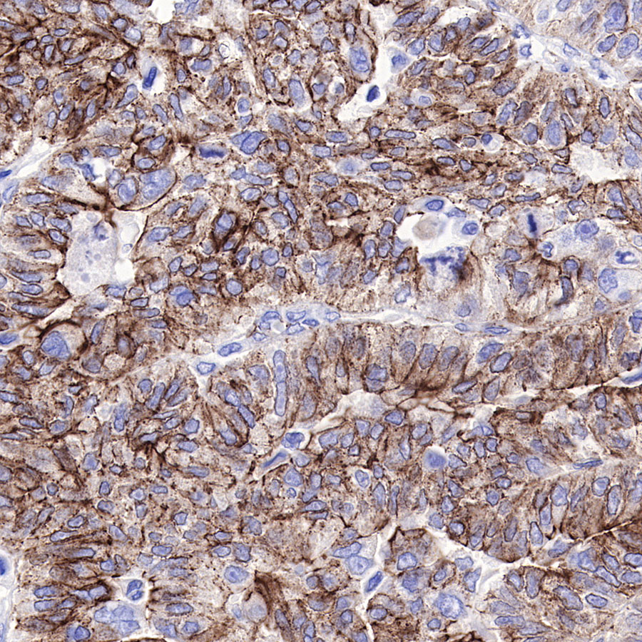 Rabbit anti-N-Cadherin Recombinant Monoclonal Antibody(329-12)