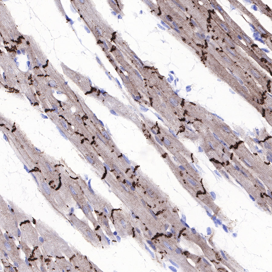 Rabbit anti-N-Cadherin Recombinant Monoclonal Antibody(329-12)