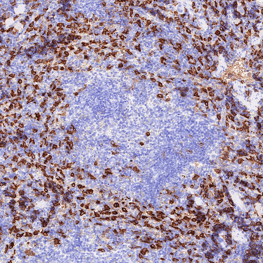 Rabbit anti-CD163 Recombinant Monoclonal Antibody(327-58)
