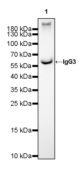 Rabbit anti-Human IgG3  F(c) Recombinant Monoclonal Antibody(318-77)