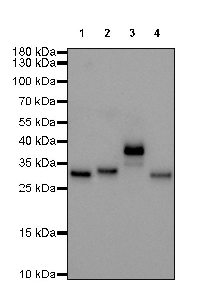 Rabbit anti-Human IgG  F(c) Recombinant Monoclonal Antibody(318-37)