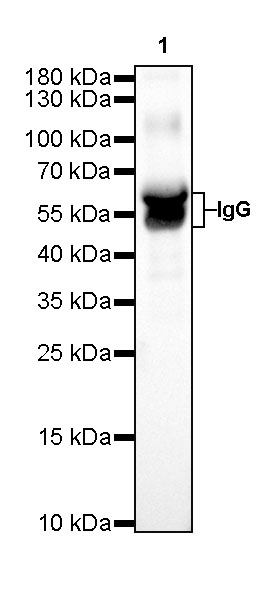 Rabbit anti-Human IgG  F(c) Recombinant Monoclonal Antibody(318-37)