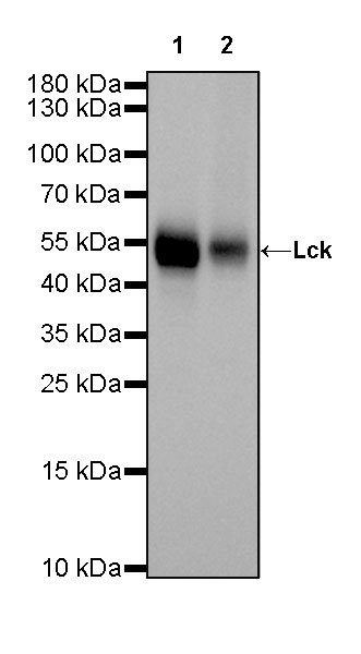 Rabbit anti-Lck Recombinant Monoclonal Antibody(316-15)