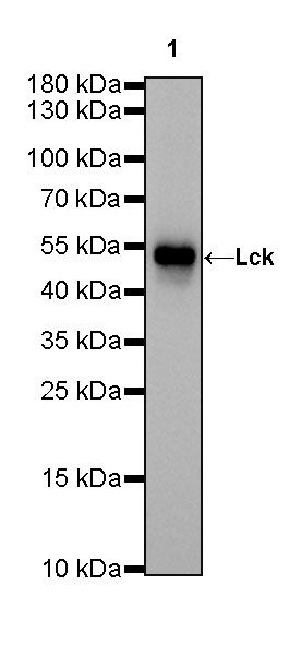 Rabbit anti-Lck Recombinant Monoclonal Antibody(316-15)