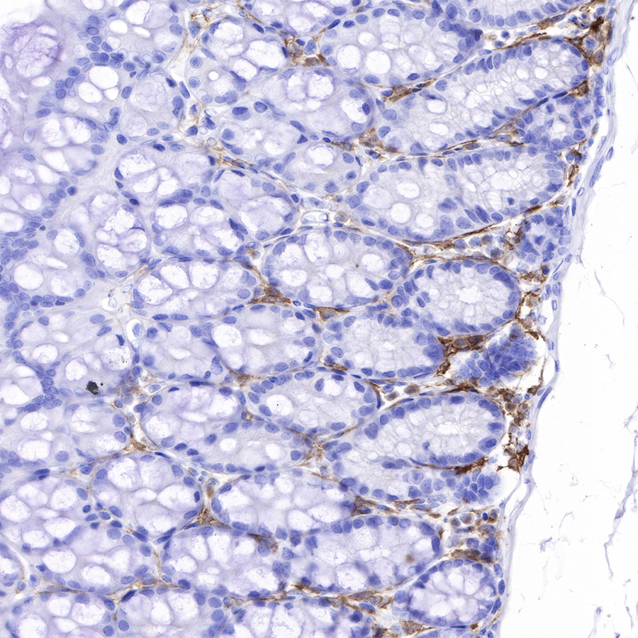 Rabbit anti-F4/80 Recombinant Monoclonal Antibody(313-49)