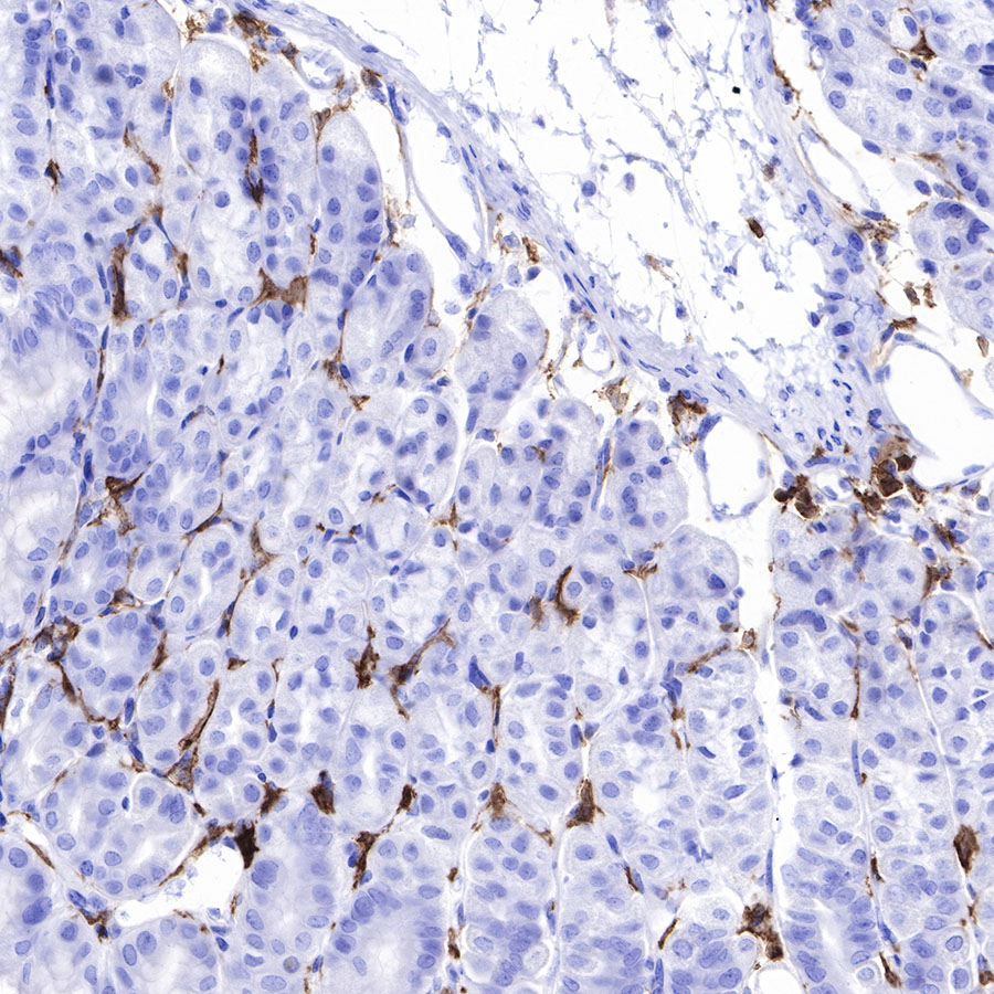 Rabbit anti-F4/80 Recombinant Monoclonal Antibody(313-49)