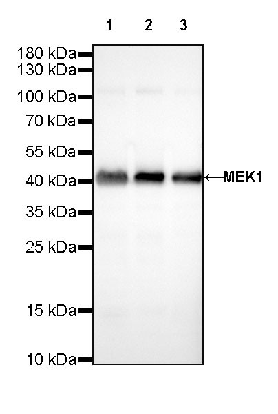 Rabbit anti-MEK1 Recombinant Monoclonal Antibody(308-32)