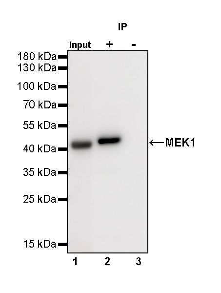 Rabbit anti-MEK1 Recombinant Monoclonal Antibody(308-32)