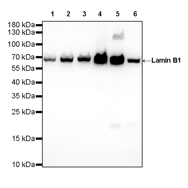 Rabbit anti-Lamin B1 Recombinant Monoclonal Antibody(307-108)