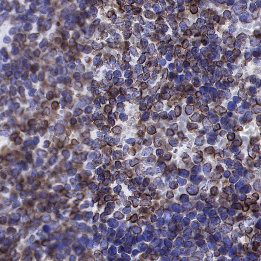 Rabbit anti-Lamin B1 Recombinant Monoclonal Antibody(307-108)