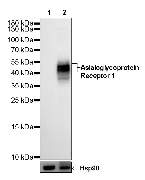 Rabbit anti-Asialoglycoprotein Receptor 1 Recombinant Monoclonal Antibody(292-48)
