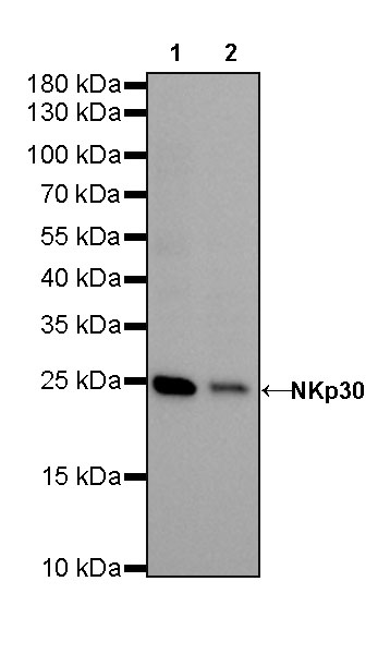 Rabbit anti-NKp30 Recombinant Monoclonal Antibody(291-60)