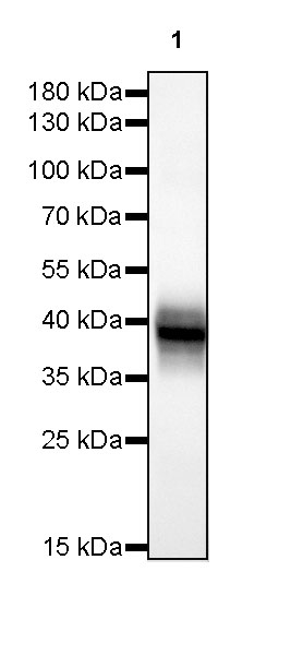 Rabbit anti-CD38 Recombinant Monoclonal Antibody(290-45)