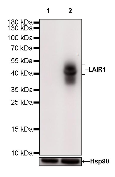 Rabbit anti-LAIR1 Recombinant Monoclonal Antibody(S-285-2)