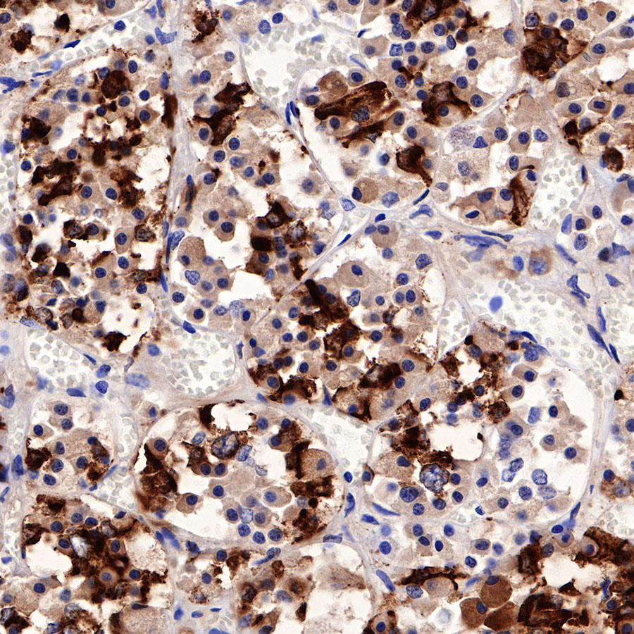 Rabbit anti-Prolactin/PRL Recombinant Monoclonal Antibody(235-13)