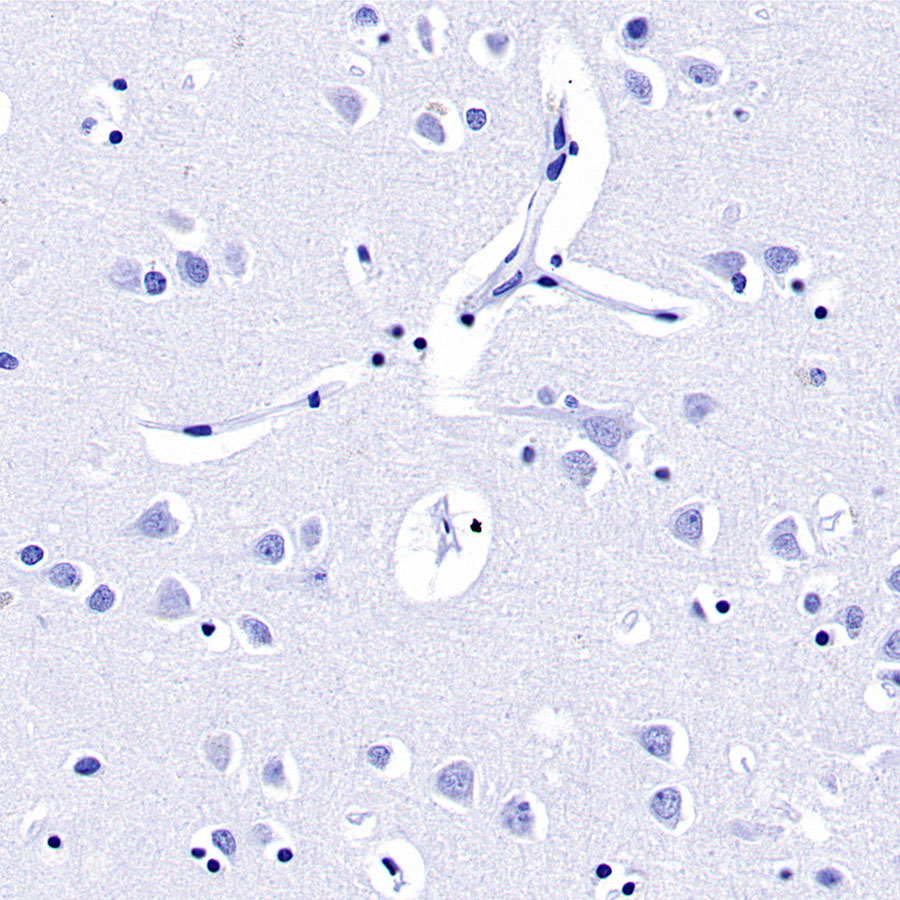 Rabbit anti-Prolactin/PRL Recombinant Monoclonal Antibody(235-13)