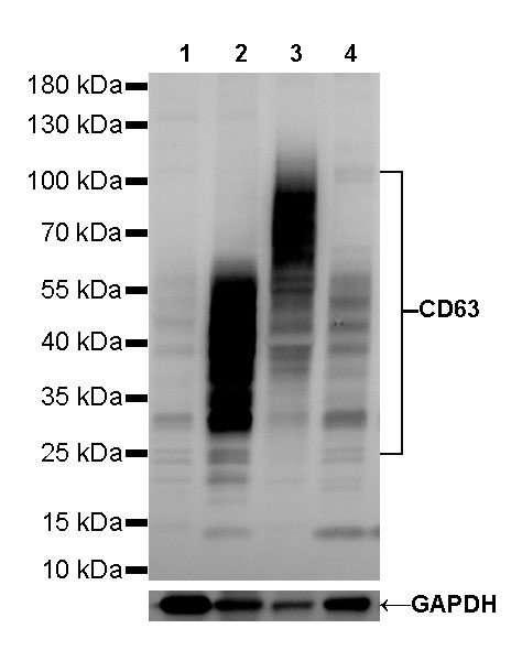 Rabbit anti-CD63 Recombinant Monoclonal Antibody(230-3)