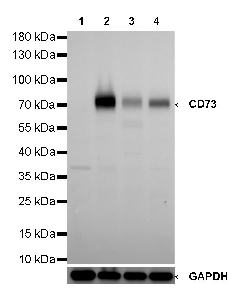 Rabbit anti-CD73 Recombinant Monoclonal Antibody(218-52)