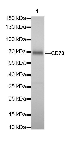 Rabbit anti-CD73 Recombinant Monoclonal Antibody(218-52)