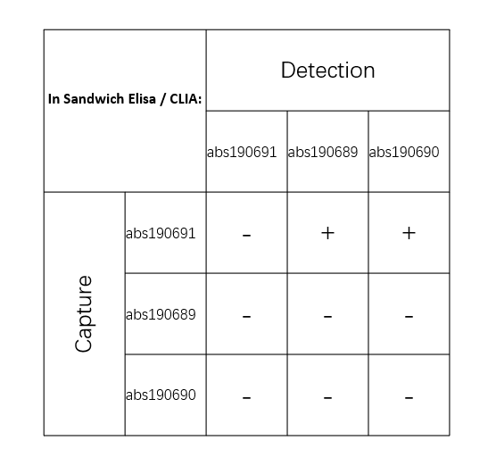 Rabbit anti-PAI-1 Recombinant Monoclonal Antibody(214-43)