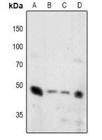 Rabbit anti-Synaptotagmin(pT202/199) Polyclonal Antibody