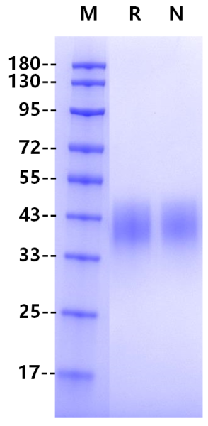 Recombinant Human Fc γ RIIIA(F176,S197P) Protein(C-10His)