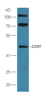 Rabbit anti-CD197 Polyclonal Antibody