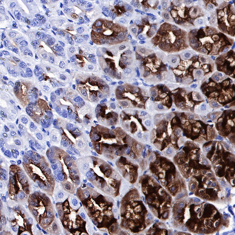 Rabbit anti-PG II/PGC Recombinant Monoclonal Antibody(194-100)